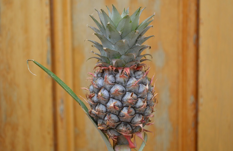 Pineapple baby (4)